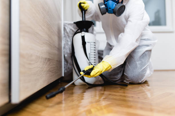 Best Flea Control Services  in Manvel, TX
