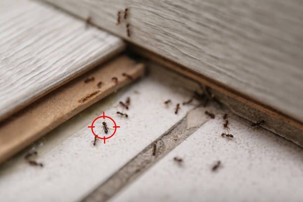 Best Local Pest Control Services  in Manvel, TX