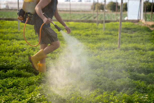 Best Affordable Pest Control Services  in Manvel, TX