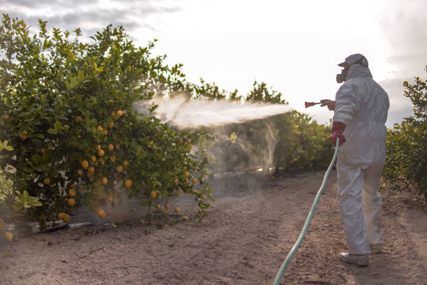 Best Mosquito Control Services  in Manvel, TX