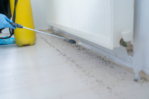 Best Termite Control Services  in Manvel, TX